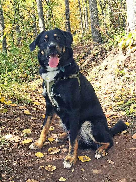 chinook dog